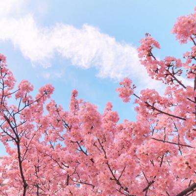 九游斗仙界手游下载